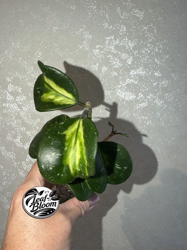 Hoya obovata variegata rooted - hoya,