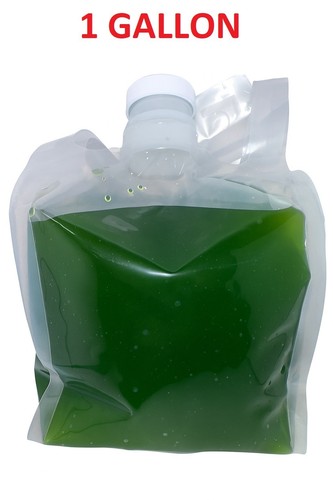 Gallon live chlorella - live, green