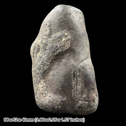 Petrified wood fossil - wood,