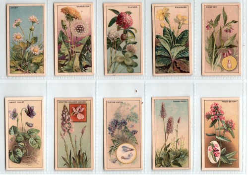 Wayside flowers green - c.w.s.:,