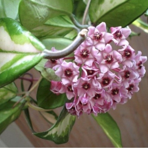 Hoya tricolour variegated - hoya,