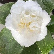 Camellia  Nobilissima 2 Litre