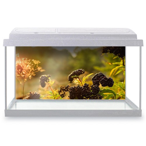 Fish tank background - fish,