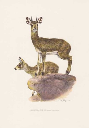 Klipspringer oreotragus - klipspringer,
