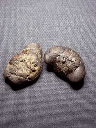 Two genuine fossil crabs - genuine,