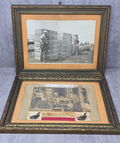 Antique homing pigeons - antique,