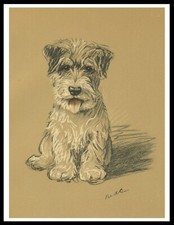 JACK RUSSELL TERRIER SEATED