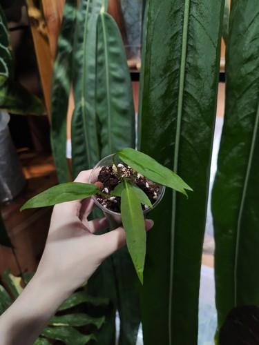 Anthurium pallidiflorum self - pallidiflorum,