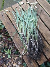 200 x  Galanthus  Nivalis