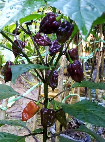 Purple ufo hot pepper - purple,