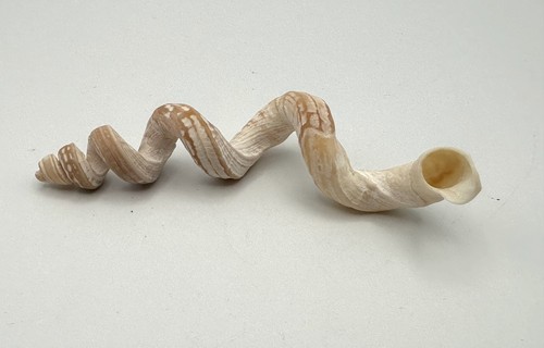 83mm stunning vermicularia - 83mm,