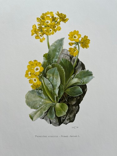 Primula auricula print - auricula,