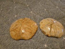 Pair of Fossilized Echinoid