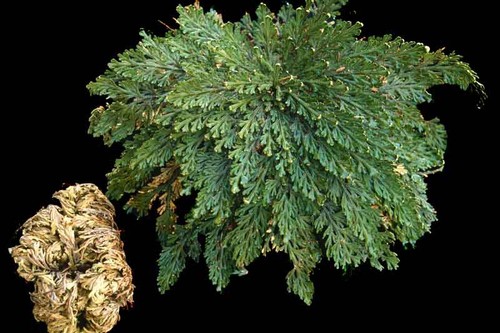 Resurrection rose jericho - of,