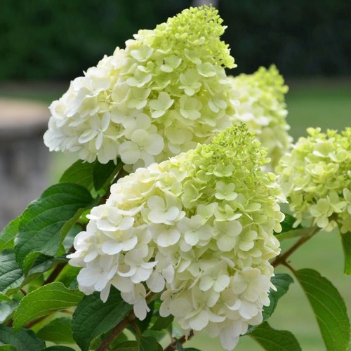 9cm pot young plant - pot,