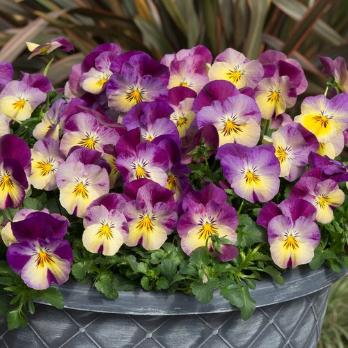 Pansy cool wave raspberry - cool,