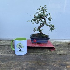 Chinese Elm 33cm
