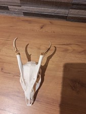 Muntjac Skulls
