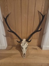 Red Deer Stag Antlers And Skull Highlands Scotland