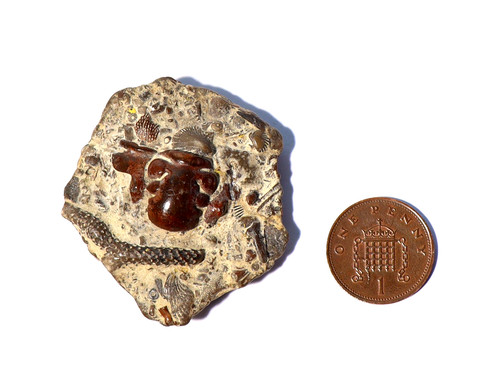 Real seabed death bed fossil - seabed,