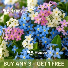 ALPINE FORGET ME NOT MIX -