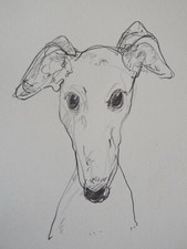 Pencil greyhound dog - , drawing