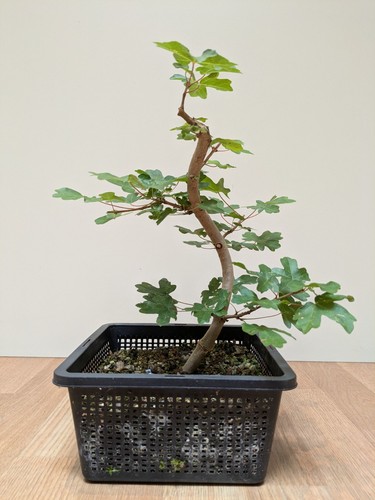 Field maple bonsai - maple,