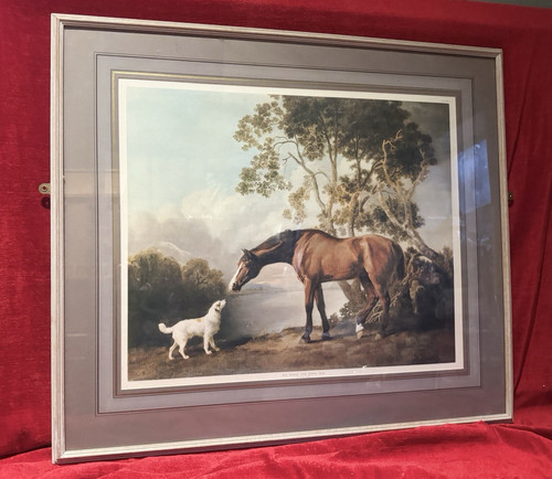 Bay horse and white dog - dog, by