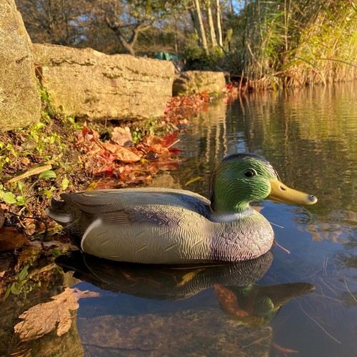 Mallard duck hunting - duck, shooting