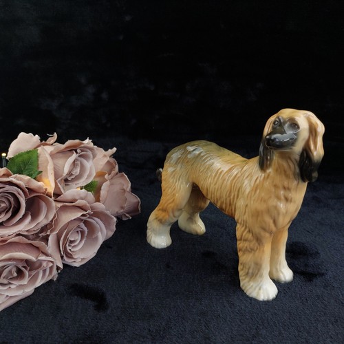 Large afghan hound dog - afghan,