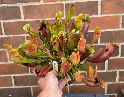 Large sarracenia purpurea - purpurea, ssp