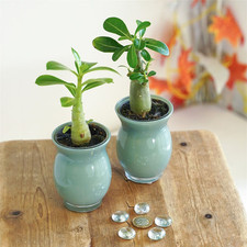 Unusual Adenium Obesum Desert Rose Succulent House Plant in 7cm Glass Pot Office