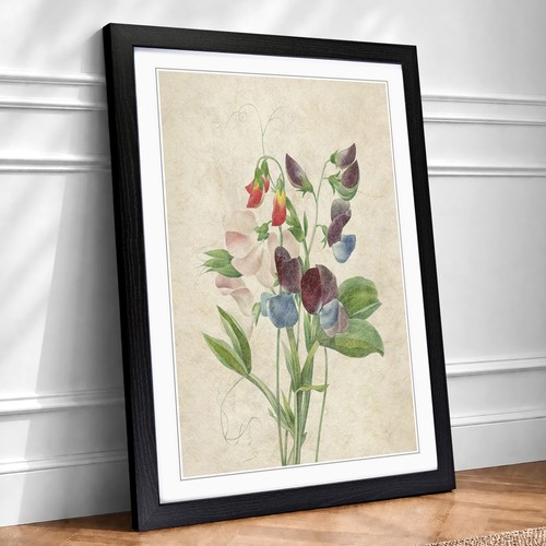 Sweet pea flowers vintage - pea,