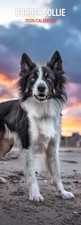 Border Collie 2026 Slim