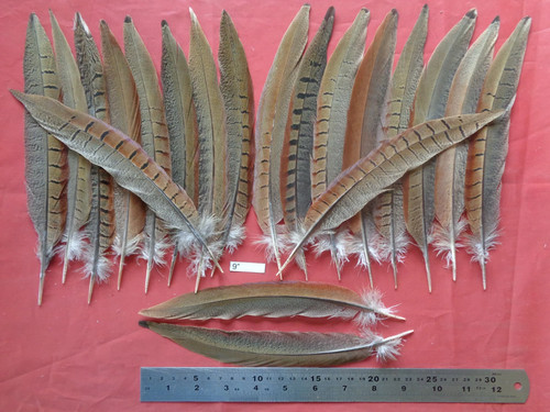 Cock pheasant tail feathers - tail,