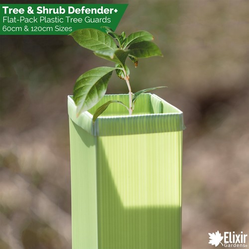 Tree guards sapling - sapling, shrub