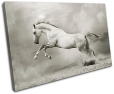 Stallion Equestrian horse