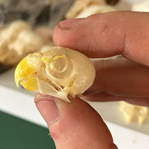 Budgie skull bone - budgie,