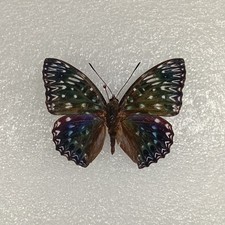 Dichorragia nesimachus