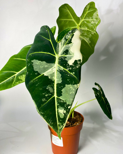 Rare alocasia frydek variegata - rare,