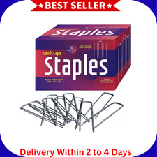 50 Pack Ashman 12 Inch