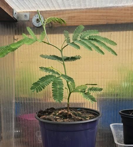 Mimosa persian silk - persian, tree