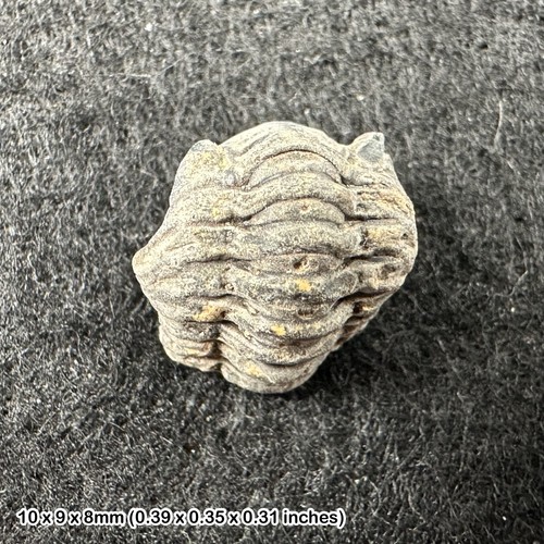 Enrolled phacops trilobite - enrolled,