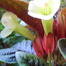 Rare, endangered Sinningia