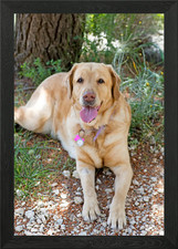 Labrador sweet portrait Framed