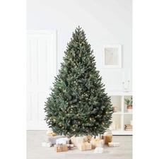 Christmas Tree Blenheim Pine