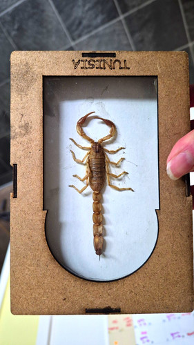Mounted scorpion taxidermy - mounted,
