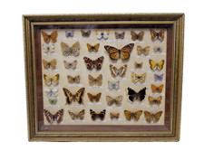 Vintage x39 Butterflies Taxidermy Named Species Insects Framed Shadow Box