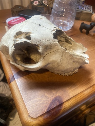 Sheep skull taxidermy - sheep,