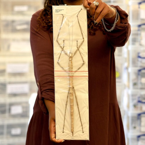 Very large stick insect - very,